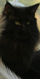 Maine Coon (1 valokuva sivusta 1)