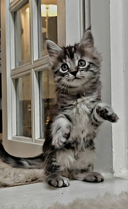 Siperia/Maine Coon mix (1 valokuva sivusta 2)