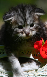 Siperiankissa/Maine Coon mix (2 valokuva sivusta 5)