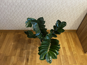Замиокулькас комнатное растение (2 фото из 5)