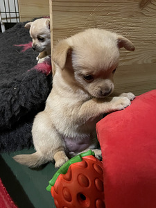 Kääpiökoira risteytys (6 valokuva sivusta 6)