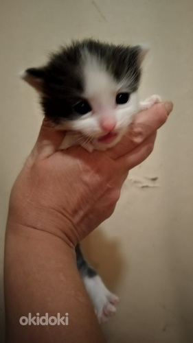 Sisko ja sen veli. Pitkäkarvaiset kissanpennut