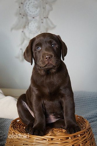 Labradorinnoutaja pennut (3 valokuva sivusta 5)