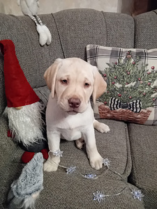 Labradorinnoutaja pennut
