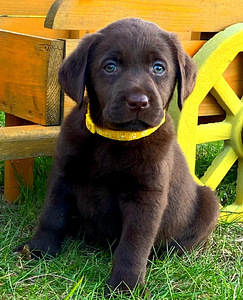 Labradorinnoutaja pentu (1 valokuva sivusta 3)