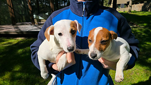 Jack Russell- terrierinpennut
