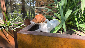 Jack Russell- terrierinpennut (2 valokuva sivusta 7)