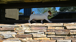 Jack Russell- terrierinpennut (5 valokuva sivusta 7)