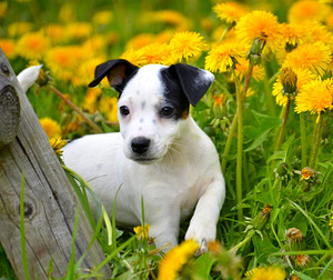 Jack Russell-pentu (2 valokuva sivusta 2)