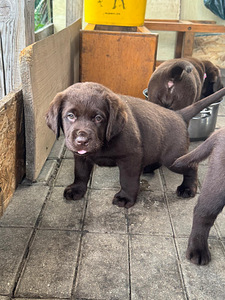 Labradorinnoutaja pentuja (2 valokuva sivusta 7)