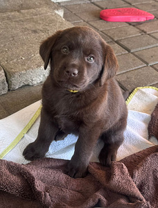 Labradorinnoutaja pentuja (3 valokuva sivusta 7)