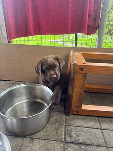 Labradorinnoutaja pentuja (5 valokuva sivusta 7)