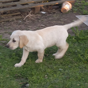 Labradorinnoutaja pennut (5 valokuva sivusta 5)