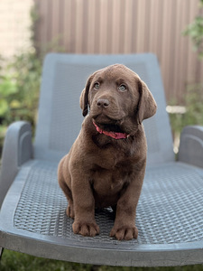 Labradorinnoutaja pennut