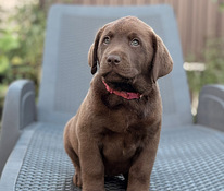 Labradorinnoutaja pennut