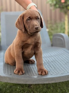 Labradorinnoutaja pennut (2 valokuva sivusta 3)