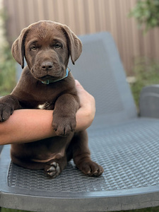 Labradorinnoutaja pennut (3 valokuva sivusta 3)
