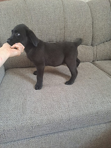 Labradorinnoutaja pennut