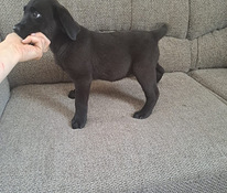 Labradorinnoutaja pennut