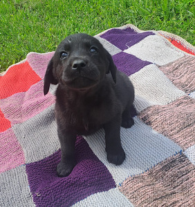 Labradorinnoutaja pennut (4 valokuva sivusta 5)
