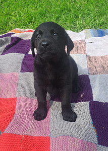Labradorinnoutaja pennut (5 valokuva sivusta 5)