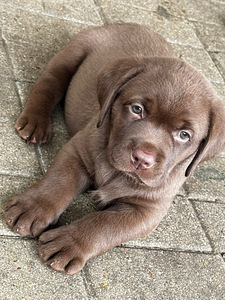 Labradorinnoutaja pennut (2 valokuva sivusta 3)
