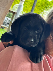Labradorinnoutaja pennut (3 valokuva sivusta 3)