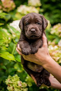 Labradorinnoutaja pennut (3 valokuva sivusta 6)