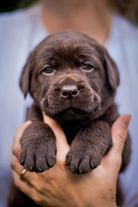 Labradorinnoutaja pennut (4 valokuva sivusta 6)