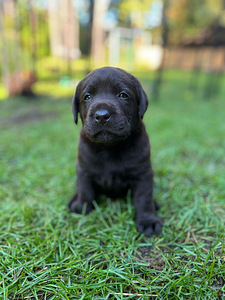 Labradorinnoutaja pennut (6 valokuva sivusta 6)