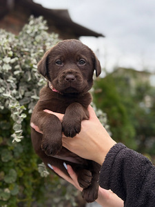 Labradorinnoutaja pennut (2 valokuva sivusta 10)