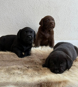 Labradori retriiver (1 foto / 3)