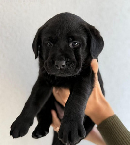 Labradori retriiver (3 foto / 3)