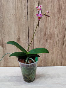 Orhidee Phalaenopsis equestris (3 huult) (2 foto / 3)