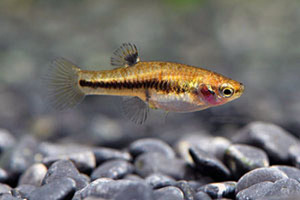 HETERANDRIA FORMOSA (3 foto / 3)