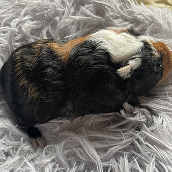 Merisiga