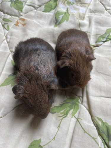Merisiga