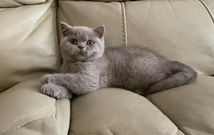 Британские котята (2 фото из 5)