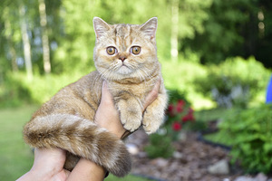 Британские котята (5 фото из 5)