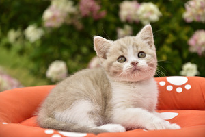 Британские котята (3 фото из 5)