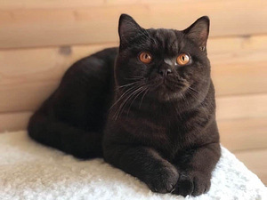 Британская кошка (1 фото из 1)