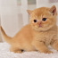 British kittens (valokuva #3)