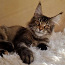 Maine coon (valokuva #1)