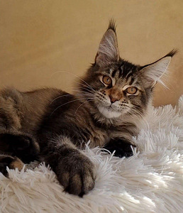 Maine coon