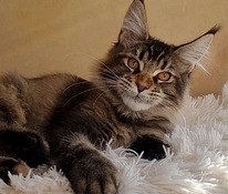 Maine coon