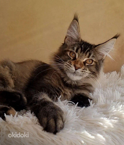 Maine coon (valokuva #1)