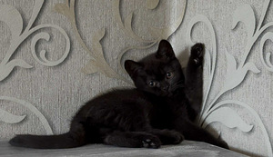 British kittens (2 valokuva sivusta 3)