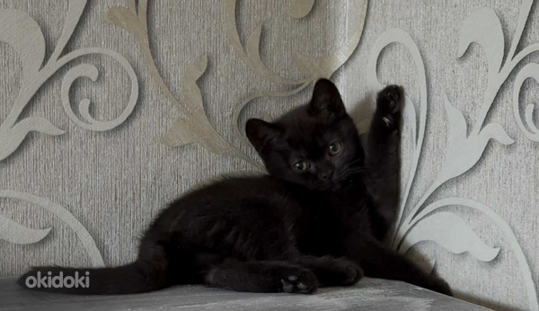 British kittens (2 sivusta 3)
