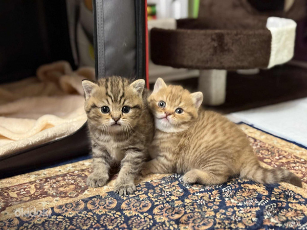 British kittens (3 sivusta 3)