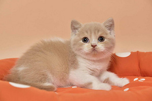 British kittens (6 valokuva sivusta 7)